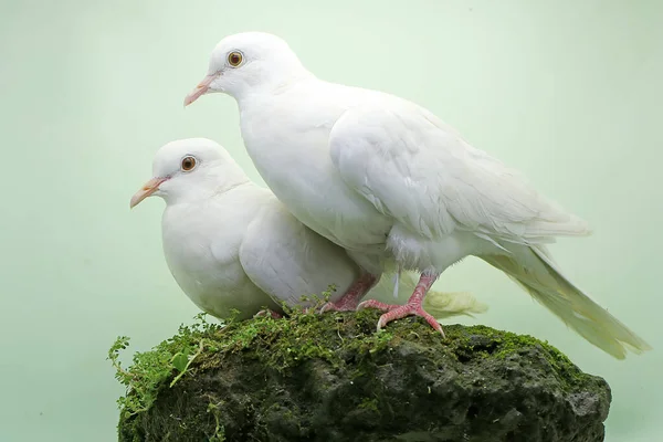 Pair White Sunda Collared Doves Forage Rock Overgrown Moss Bird — Stock Photo, Image
