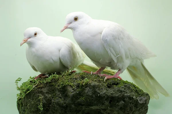 Pair White Sunda Collared Doves Forage Rock Overgrown Moss Bird — Stock Photo, Image