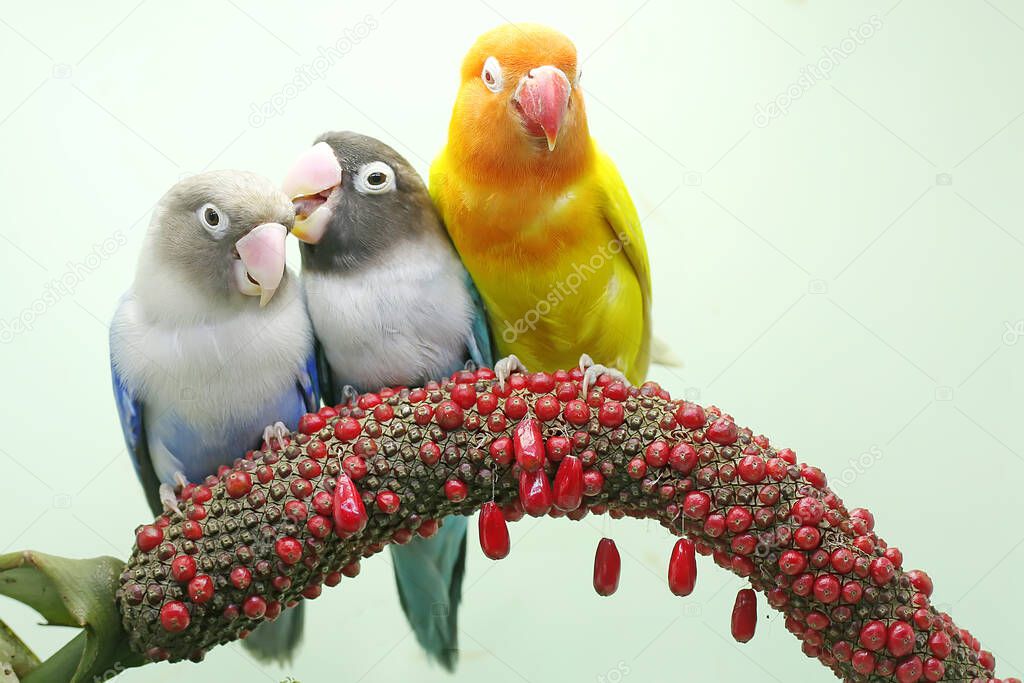 Three lovebirds are perched on the weft of the anthurium flower on a green leaf background. This bird which is used as a symbol of true love has the scientific name Agapornis fischeri.