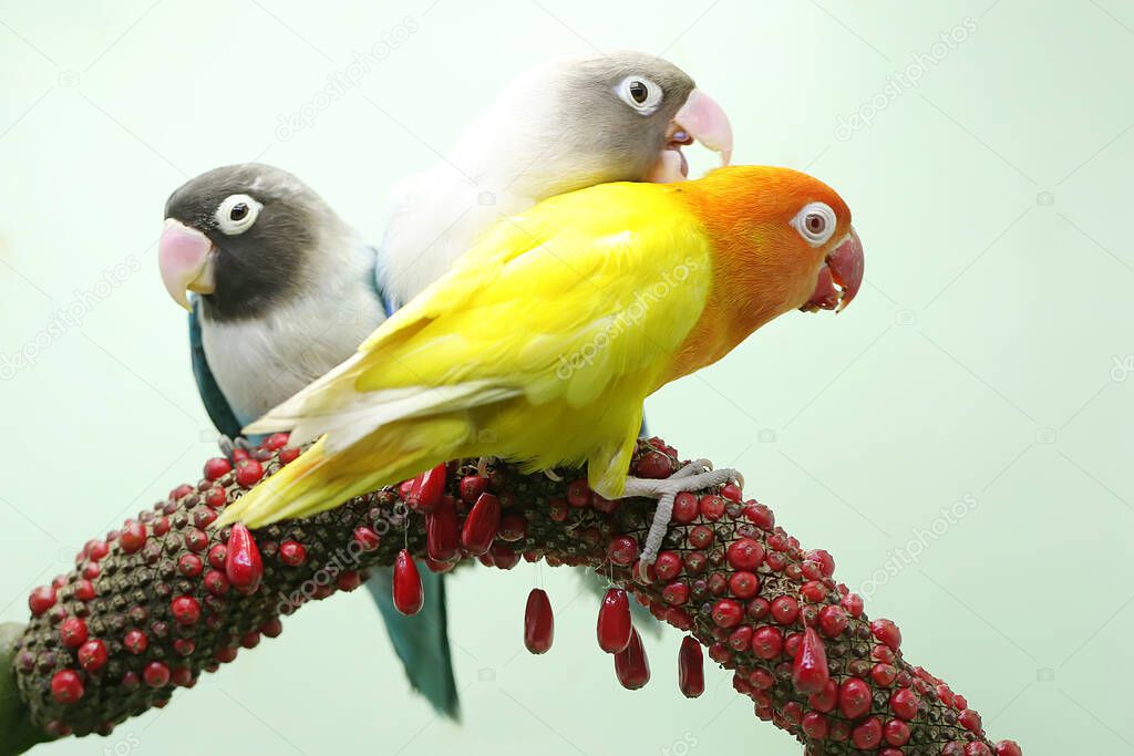 Three lovebirds are perched on the weft of the anthurium flower on a green leaf background. This bird which is used as a symbol of true love has the scientific name Agapornis fischeri.
