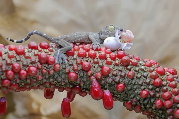 Mladý Tokay Gecko Požírá Ptačí Vejce Tento Had Vědecké Jméno — Stock fotografie