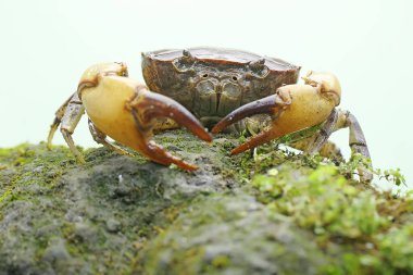 Bir tarla yengeci saldırıya hazır bir ifade gösterir. Bu hayvanın bilimsel adı Parathelphusa convexa. 