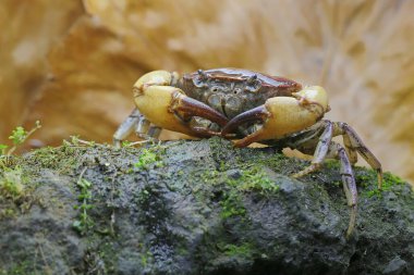 Bir tarla yengeci saldırıya hazır bir ifade gösterir. Bu hayvanın bilimsel adı Parathelphusa convexa. 