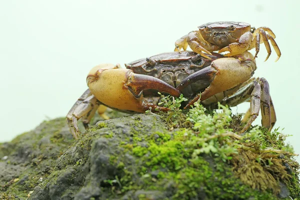 Mother Field Crab Holding Young Protect Predators Animal Has Scientific — Stock Photo, Image