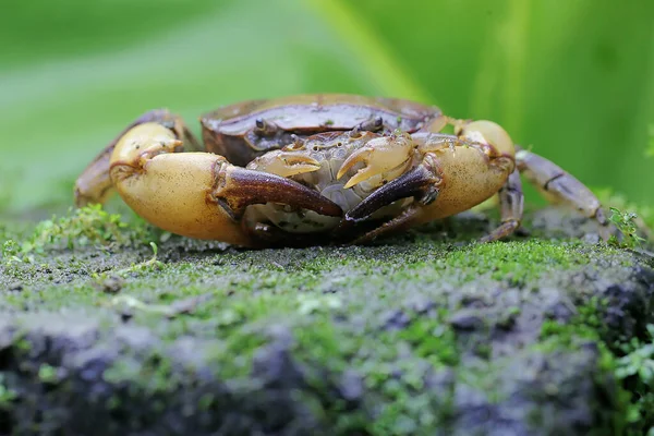 一只母田蟹抱着一只幼蟹 以保护幼蟹不被掠食者捕食 这种动物的学名是Parathelphusa Convexa — 图库照片