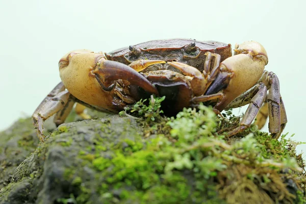 Mother Field Crab Holding Young Protect Predators Animal Has Scientific — Stock Photo, Image