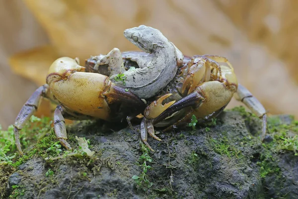 一只母田蟹抱着一只幼蟹 以保护幼蟹不被掠食者捕食 这种动物的学名是Parathelphusa Convexa — 图库照片
