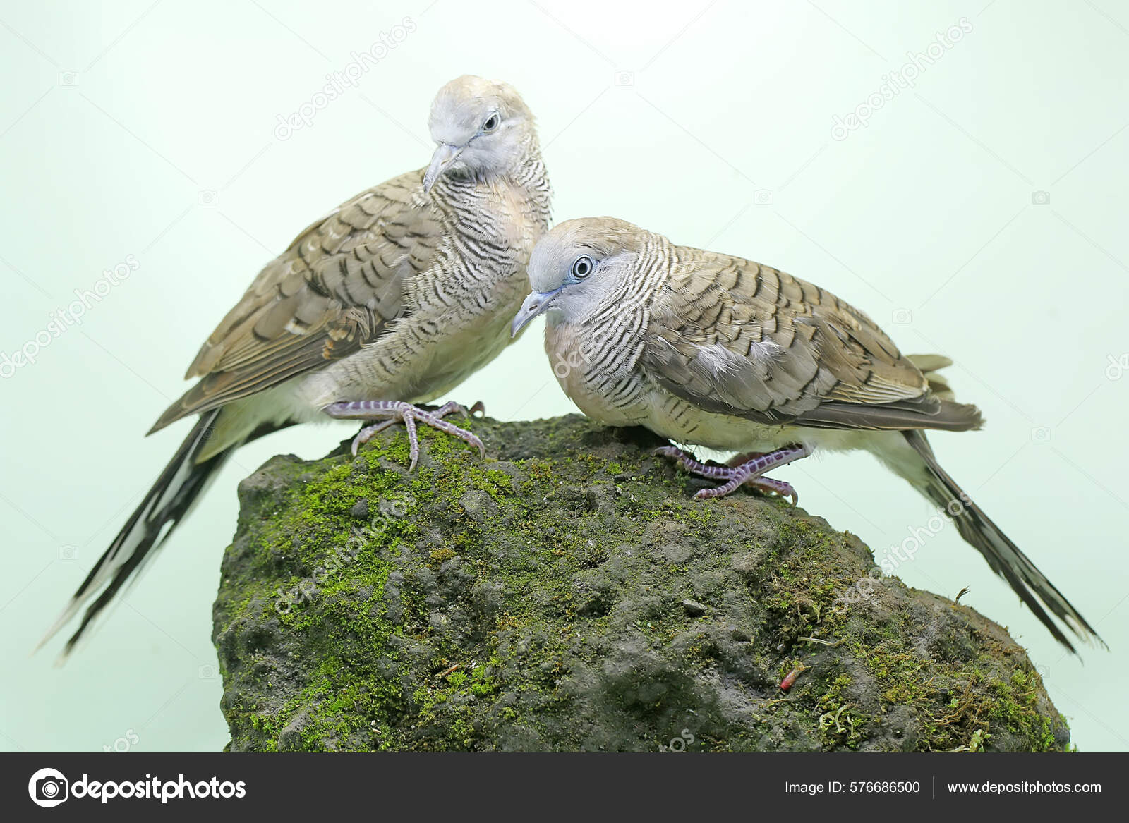 A bird with a fish in it's beak on a rock. Puffin seabird - PICRYL - Public  Domain Media Search Engine Public Domain Search, image size:1600x1167