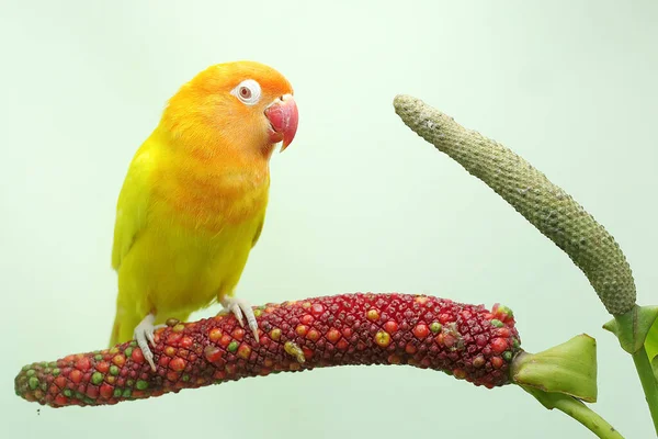 一只爱情鸟栖息在一片混乱的花朵中 这只鸟被用作真爱的象征 它的学名是 Agapornis Fischeri — 图库照片