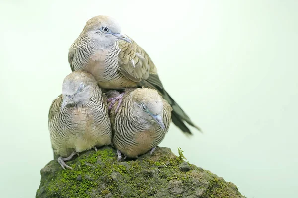 Suchém Kmeni Stromu Spočívaly Tři Malé Želvoviny Tento Pták Vědecké — Stock fotografie