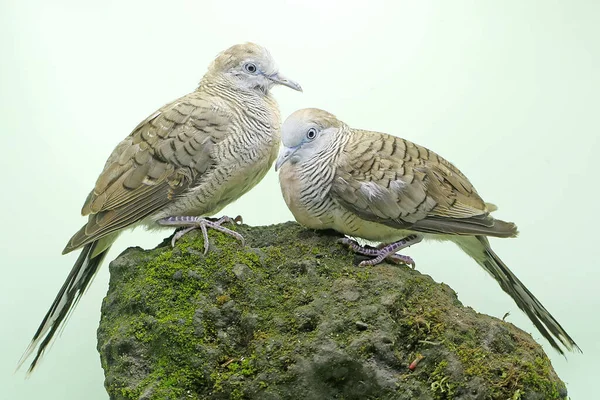 Two Small Turtledoves Foraging Rock Overgrown Moss Bird Has Scientific — Stock Photo, Image
