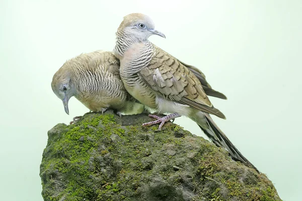 Two Small Turtledoves Foraging Rock Overgrown Moss Bird Has Scientific — Stock Photo, Image