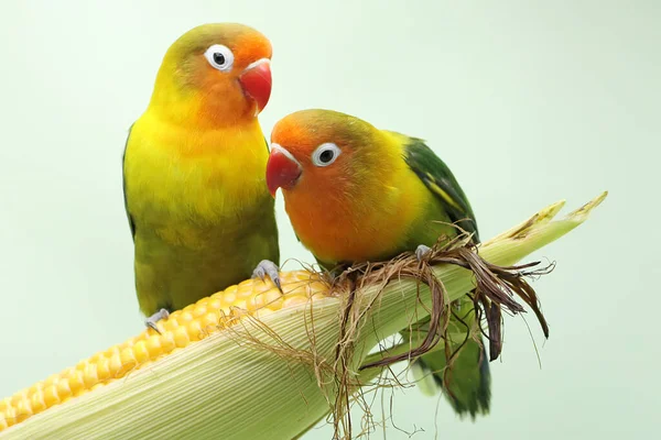 Pair Lovebirds Perched Corn Kernel Ready Harvested Bird Which Used — Stock Photo, Image