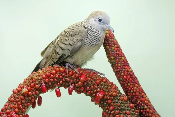 Een Kleine Tortelduif Rust Inslag Van Een Anthurium Deze Vogel — Stockfoto