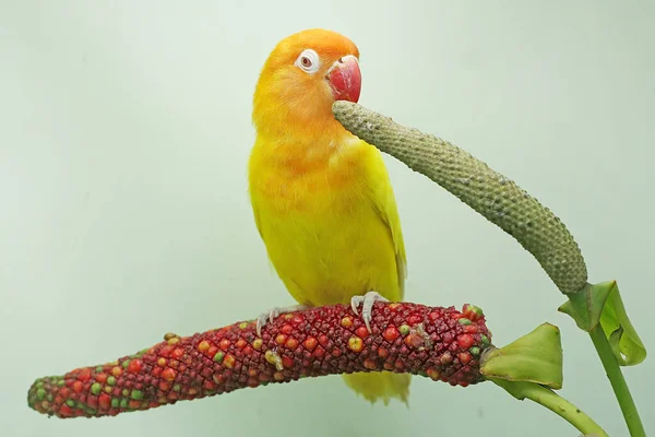 一只爱情鸟栖息在一片混乱的花朵中 这只鸟被用作真爱的象征 它的学名是 Agapornis Fischeri — 图库照片