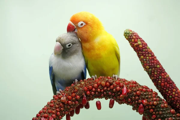 Pair Lovebirds Perched Weft Anthurium Flower Bird Which Used Symbol — Stock Photo, Image