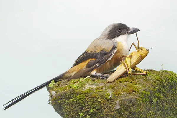 Shrike Cauda Longa Que Ataca Gafanhoto Numa Rocha Coberta Musgo — Fotografia de Stock