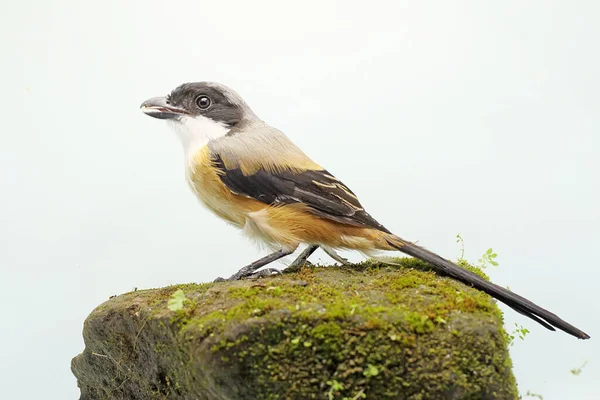 Long Tailed Shrike Looking Prey Rock Overgrown Moss Strong Beaked — Stock Photo, Image