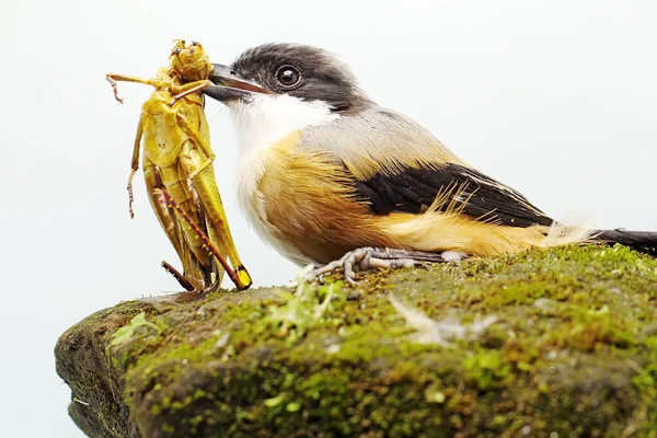 Long Tailed Shrike Preying Grasshopper Rock Overgrown Moss Strong Beaked — Stockfoto