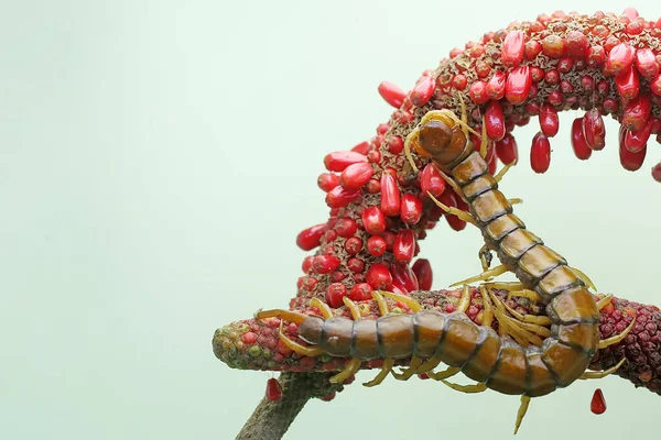 Uma Centopeia Está Procura Presas Trama Uma Fruta Antúrio Este — Fotografia de Stock