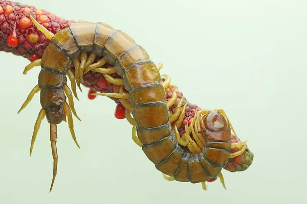 ムカデは アンスリウムの果実のふもとで獲物を探しています この多脚動物の学名はScolopendra Morsitansです — ストック写真