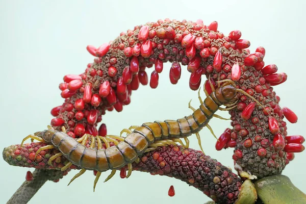 Stonoga Szuka Ofiary Wątku Owocu Anthurium Wielonożne Zwierzę Naukowe Imię — Zdjęcie stockowe