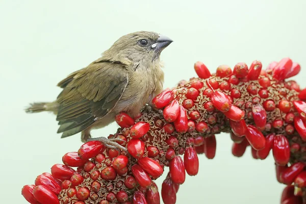 Молодая Яванская Муния Сидит Плоде Антуриума Маленькая Птичка Имеет Научное — стоковое фото