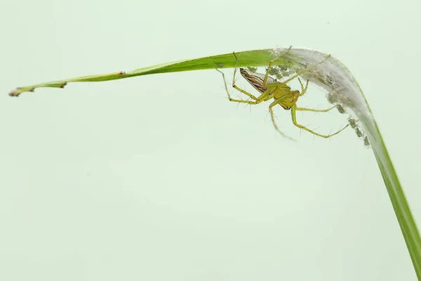 어미노란 거미가 새끼들을 돌보고 있습니다 동물은 곤충을 잡아먹는다 — 스톡 사진