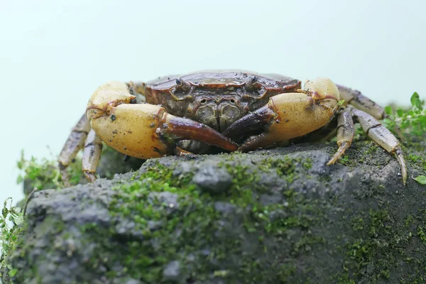 Field Crab Shows Expression Ready Attack Animal Has Scientific Name — Stock Photo, Image