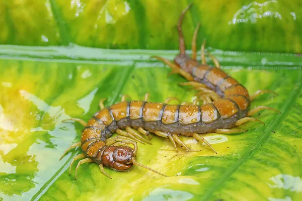 Bir Kırkayak Taro Yapraklarında Arıyor Çoklu Bacaklı Hayvanın Bilimsel Adı — Stok fotoğraf