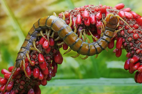 Een Duizendpoot Zoek Naar Prooi Inslag Van Een Anthurium Vrucht — Stockfoto