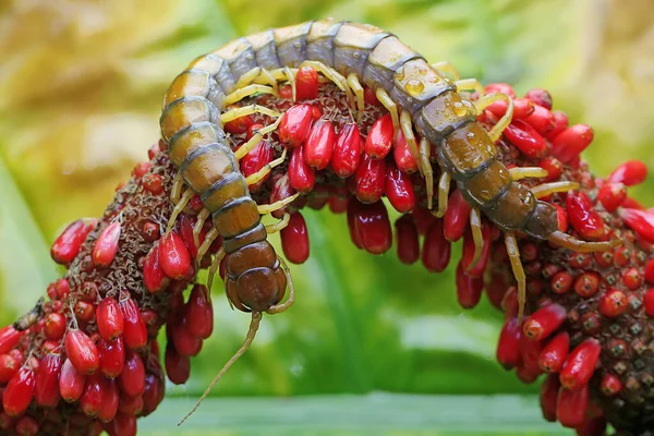 마리가 열매의 씨방에서 먹이를 다리가 동물은 학명이 Scolopendra Morsitans 입니다 — 스톡 사진