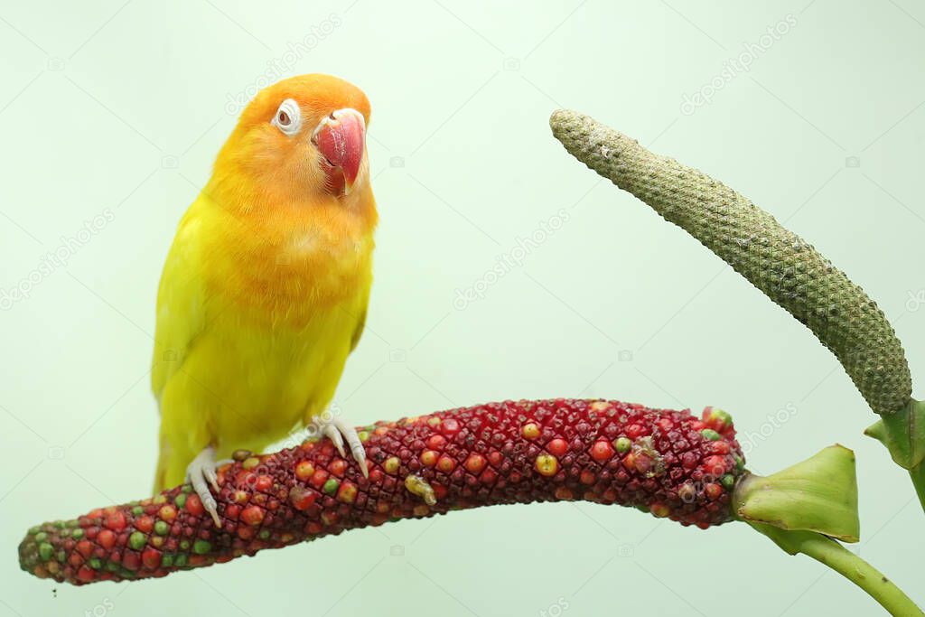 A lovebird is perched on in the anthurium flower. This bird which is used as a symbol of true love has the scientific name Agapornis fischeri.