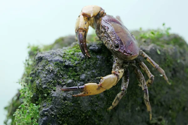 田蟹显示了一个随时准备攻击的表达式 这种动物的学名是Parathelphusa Convexa — 图库照片