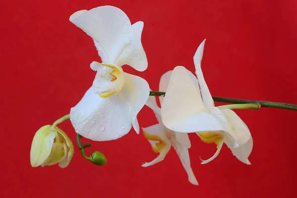 Piękno Orchidei Ćma Pełnym Rozkwicie Ten Piękny Kwiat Naukowe Imię — Zdjęcie stockowe