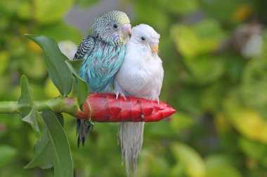 Bir çalılıkta dinlenen iki muhabbet kuşu (Melopsittacus undulatus). 