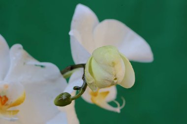 Çiçek açmış bir güve orkidesinin güzelliği. Bu güzel çiçeğin bilimsel adı Phalaenopsis sp. 