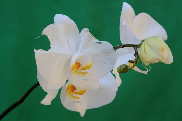 Beauté Une Orchidée Papillon Nuit Pleine Floraison Cette Belle Fleur — Photo