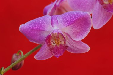 Çiçek açmış bir güve orkidesinin güzelliği. Bu güzel çiçeğin bilimsel adı Phalaenopsis sp. 