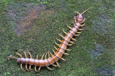 Bir kırkayak yosun kaplı bir kayanın üzerinde avını arıyor. Bu çoklu bacaklı hayvanın bilimsel adı Scolopendra Morsitans..