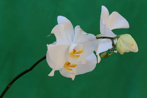 Beauté Une Orchidée Papillon Nuit Pleine Floraison Cette Belle Fleur — Photo