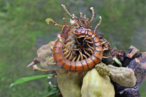 Uma Centopeia Está Procura Presas Nos Arbustos Este Animal Multi — Fotografia de Stock