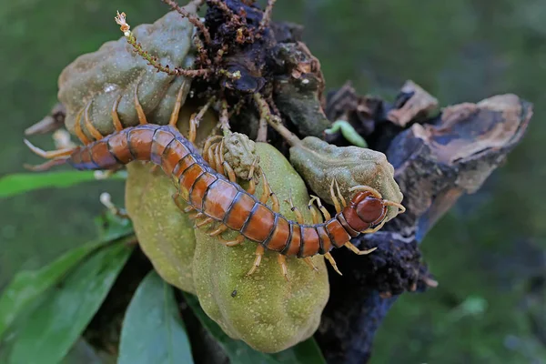 속에서 먹이를 다리가 동물은 학명이 Scolopendra Morsitans 입니다 — 스톡 사진