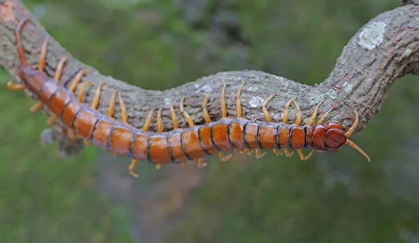 Bir Kırkayak Kuru Bir Ağaç Dalında Arıyor Çoklu Bacaklı Hayvanın — Stok fotoğraf