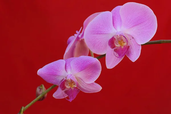 Die Schönheit Einer Mottenorchidee Voller Blüte Diese Schöne Blume Hat — Stockfoto