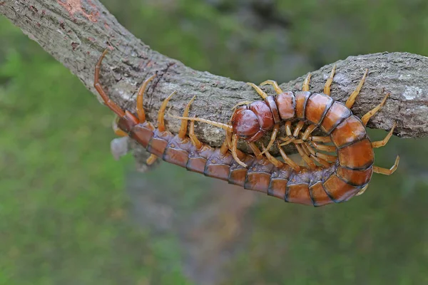 Centipede Looking Prey Dry Tree Branch Multi Legged Animal Has — Stock Photo, Image