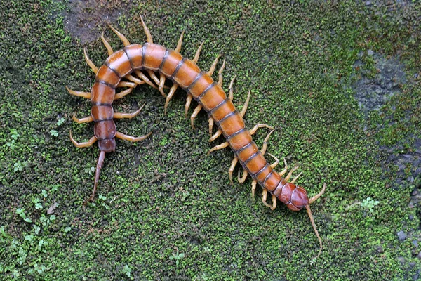 Centipede Looking Prey Rock Overgrown Moss Multi Legged Animal Has — Stock Photo, Image