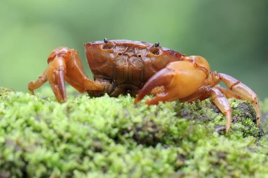 Bir tarla yengeci saldırıya hazır bir ifade gösterir. Bu hayvanın bilimsel adı Parathelphusa convexa. 