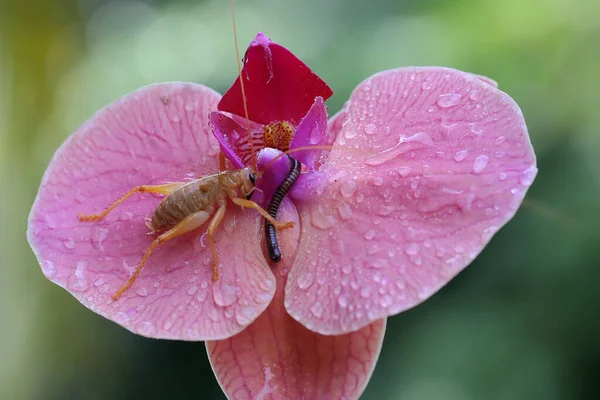Young Katydids Bush Cricket Looking Prey Wild Orchids Selective Focus — Foto Stock