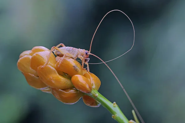 Young Katydids Bush Cricket Looking Prey Yellow Wildflowers — Foto Stock